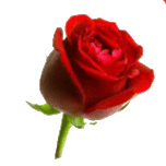Rosenalm
